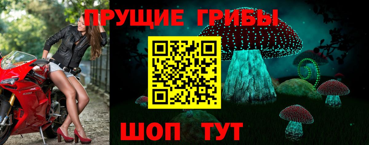 Галлюциногенные грибы Psilocybe Отрадное